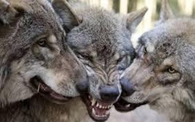 We did not find results for: Create Meme Wolves Wolves Wolf Attacks Meme Wolf Pictures Meme Arsenal Com