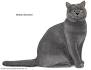 British Shorthair Cats and Kittens for sale in Grays ...