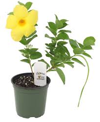 Image result for dipladenie žlutá obrázek