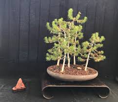 A collection of true living art. Home Phoenix Bonsai Society