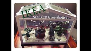In this video i talk about my ikea cabinet and how i use it as a greenhouse for my indoor plants! Ikea Socker Greenhouse Review Plants I Have Growing Inside Youtube