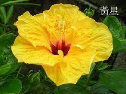 扶桑花 朱槿花 研究 種植 心得 繁殖 生長習性 紀錄等等 flowers plants rose