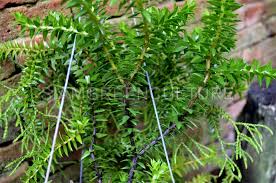 Image result for Huperzia bampsiana