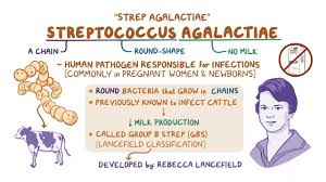 Image result for Group B Streptococcus Prophylaxis
