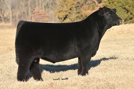 Product Categories Maine Anjou Sires Archive Midwest Genetics