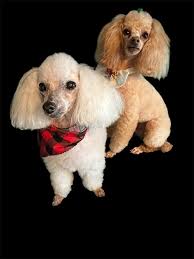 After 5 days of adoption and constant time with her, I finally gain her  trust !