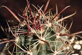 Ferocactus Tiburonensis In 2020 Cactus Plants Attachment
