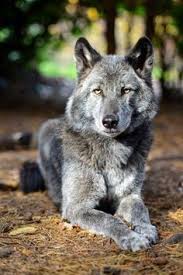 5 Amazing Wolf Hybrids You Have Ever Seen Hayvan Yavrulari Kopek Hayvanlar