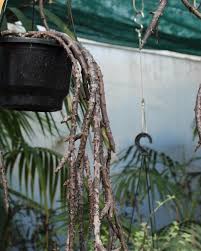 Image result for Ceropegia schultzei