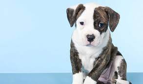 Puppy american bulldog in front of white background. American Bulldog Breed Information
