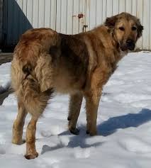 Black And Brown Large Dog Breeds An Extra Large Breed Tan With Black Tall Thick Coated Dog With A Long Fluffy Tail And Small Fold Over Ears With Dark Eyes And A Dark N Dog Breeds Dogs Breeds