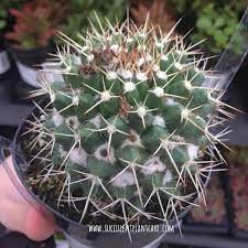 How to care for mammillaria. Mammillaria Nejapensis Silver Arrows Care And Propagation Succulent Plant Care