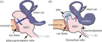 Cartilage derivatives of 1st pharyngeal arch (mandibular). Major Evolutionary Transitions And Innovations The Tympanic Middle Ear Philosophical Transactions Of The Royal Society B Biological Sciences
