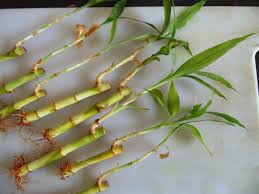 If the water starts to turn gray or brown prior to the weekly changing, you should change the water more frequently. Design Green India Best Tips For Propagating Lucky Bamboo Dracaena Sanderiana From Cuttings In Water