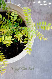 Tips To Care For Your Curry Leaf Plant In Winter Just Homemade