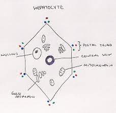 Another type of liver cell is the endothelial cells. 15 4 Liver Excretion Homeostasis A Level Biology Student