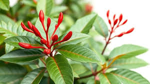Image result for Psychotria auxopoda