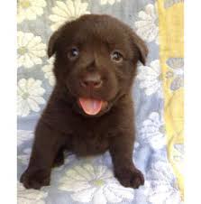 Registered Labrador Retriever Dog Breeders In Melbourne