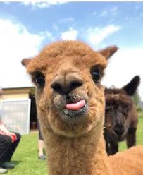 4k00:15young asian men wearing jacket mocking with funny face, sticking out his tongue, over grey background. 52 Stick Out Your Tongue Day Ideas Cute Animals Funny Animals Animals