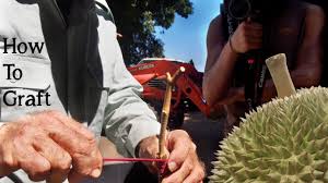 A wide variety of durian tree options are available to you, there are 158 suppliers who sells durian tree on. How To Graft Durian Hypocotyl Tutorial Youtube