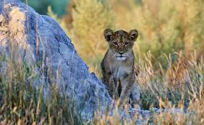 Get details of location, timings and contact. Moremi National Park Moremi Game Reserve Africa Zim Travel Tours