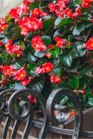 Check spelling or type a new query. How To Keep Begonias Blooming Big Strong All Summer Long