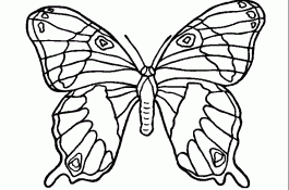 Check spelling or type a new query. 100 Gambar Hitam Fauna Terbaik Gambar Pixabay