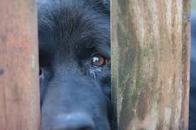 We did not find results for: 53 559 Black Dog Eyes Photos Free Royalty Free Stock Photos From Dreamstime