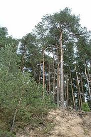 It covers an area of 46.13 square kilometres (17.81 sq mi) of forests, lakes, meadows and peatlands. Nationalpark Bory Tucholskie Wikipedia