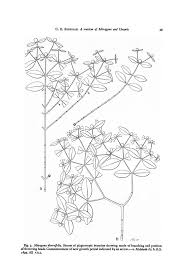 Image result for Sabicea bequaertii