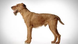 Irish Terrier Dog Breed Selector Animal Planet
