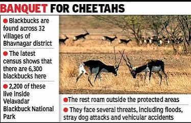 Bhavnagar to send 500 blackbucks to Banni | Rajkot News - The Times of India