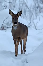 Pin By Mar Jimenez Aguado On Deer Animals Deer Art Deer