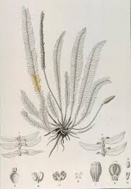 Image result for Hydrostachys lukungensis