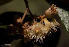 Image result for Monotes engleri