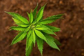 The bud will only blossom once. Pennsylvania S New Hemp Rules May Hurt Early Farmers But Boost The Industry