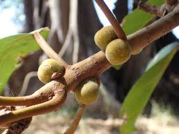 Image result for Ficus lutea