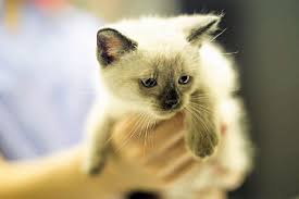 Siamese are known for being very vocal cats. Giving Up Your Pet Paws Chicago