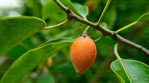 Image result for Mimusops elengi