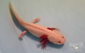 ウーパールーパーは先述したとおりメキシコサラマンダーと呼ばれるサンショウウオです。 メキシコサラマンダーはサンショウウオのうちトラフサンショウウオと呼ばれるグループに属しており、よく似た仲間として「タイガーサラマンダー」や「アンダーソンサラマンダー 」がいます。 本来の生息地であるソチミルコ湖は標高が2240mにもなっており、最も暑い時期で最高26度・最低10度、寒い時期で最高21度・最低5度と年中ヒンヤリな気候。 普段は岩陰や木の陰に隠れて生活しており、水中にいる小魚や虫、甲殻類などを食べて生活しています。 æ°´ã®æ€ªç£ ã‚¦ãƒ¼ãƒ'ãƒ¼ãƒ«ãƒ¼ãƒ'ãƒ¼ãŒçµ¶æ»…ã®å±æ©Ÿã« ãƒ¡ã‚­ã‚·ã‚³ å†™çœŸ16æžš å›½éš›ãƒ‹ãƒ¥ãƒ¼ã‚¹ Afpbb News