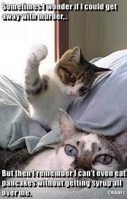 I think so, don't you? Cats Pancakes Memes Gifs Imgflip