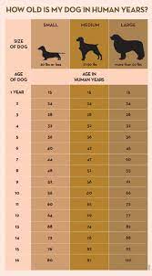 What S My Dogs Age In Human Years Off 53 Www Usushimd Com