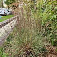 Image result for Satyrium compactum