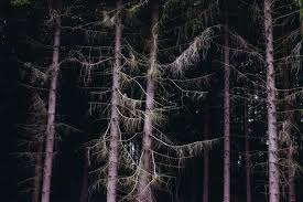 Woods Forest Free Photo On Barnimages In 2020 Foggy Forest Travel Tree Through The Looking Glass Ancient, caldera, cliff, face, gate, giant, japanese, lava, mountain, obsidian, temple, torii, volcano. pinterest