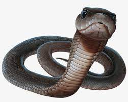 5,595 transparent png illustrations and cipart matching snake. Black Mamba Snake Png Picture Black Mamba Snake Png Transparent Png 1000x736 Free Download On Nicepng