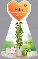 Seitdem sind die deutschen größer geworden und die norm musste komplett überarbeitet werden. Saulenobst Platzsparende Sorten Online Kaufen Bei Pflanzenheld