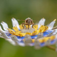 We did not find results for: Matilde Boelhouwer Designs Artificial Flowers To Feed Urban Insects