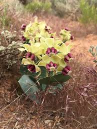 Image result for Cryptolepis apiculata