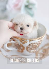 Teacup puppies for sale in panama city florida. Toy Teacup Puppies For Sale Teacups Puppies And Boutique