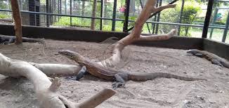 Satwa kebun binatang gaza dievakuasi ke yordania. Kenali Lebih Dekat Spesies Komodo Di Kebun Binatang Surabaya Faktualnews Co